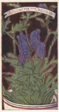 1899 Stollwerck Album 3 Gruppe 112 Giftige Pflanzen (Toxic Plants) #4 Eisenhut Front