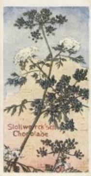 1899 Stollwerck Album 3 Gruppe 112 Giftige Pflanzen (Toxic Plants) #6 Hundspetersilie Front