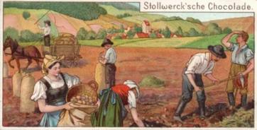 1900 Stollwerck Album 4 Gruppe 168 Ernte-Bilder (Harvest pictures) #2 Kartoffelernte Front