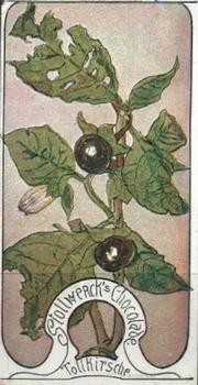 1900 Stollwerck Album 4 Gruppe 171 Giftige Pflanzen II (Poisonous Plants II) #5 Tollkirsche Front