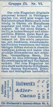 1900 Stollwerck Album 4 Gruppe 171 Giftige Pflanzen II (Poisonous Plants II) #6 Roter Fingerhut Back