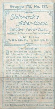 1900 Stollwerck Album 4 Gruppe 172 Zier-Sträucher (Ornamental shrubs) #3 Das Geissblatt Back