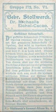 1900 Stollwerck Album 4 Gruppe 172 Zier-Sträucher (Ornamental shrubs) #6 Gefüllter Schneeball Back