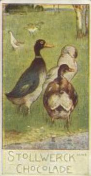 1900 Stollwerck Album 4 Gruppe 178 Aus der Vogelwelt (From the Bird World) #3 Die Gänse Front