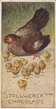 1900 Stollwerck Album 4 Gruppe 178 Aus der Vogelwelt (From the Bird World) #4 Das Huhn Front