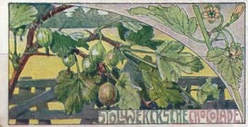 1900 Stollwerck Album 4 Gruppe 196 Essbare Beeren (Edible berries) #3 Stachelbeerstrauch Front