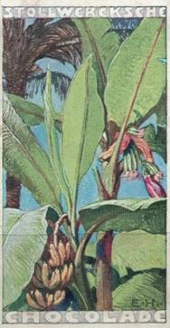 1902 Stollwerck Album 5 Gruppe 211 In- und auslandische fruchte (Domestic and foreign fruits) #3 Der Bananenbaum Front
