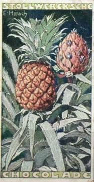 1902 Stollwerck Album 5 Gruppe 211 In- und auslandische fruchte (Domestic and foreign fruits) #4 Die Ananas Front