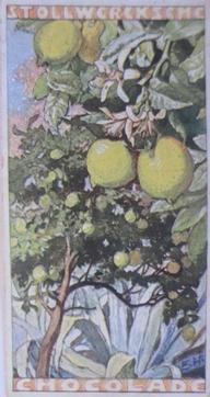 1902 Stollwerck Album 5 Gruppe 211 In- und auslandische fruchte (Domestic and foreign fruits) #5 Der gemeine Zitronenbaum Front
