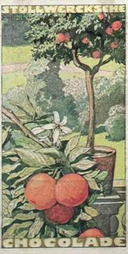 1902 Stollwerck Album 5 Gruppe 211 In- und auslandische fruchte (Domestic and foreign fruits) #6 Der Orangen – oder Pomeranzenbaum Front