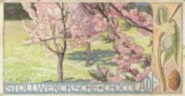 1902 Stollwerck Album 5 Gruppe 212 In- und auslandische Kulturgewachse (Domestic and foreign cultural growths) #3 Der Mandelbaum Front