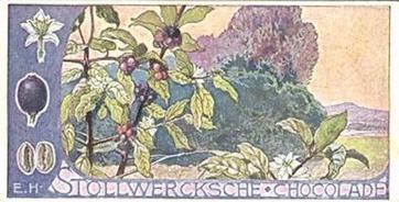 1902 Stollwerck Album 5 Gruppe 212 In- und auslandische Kulturgewachse (Domestic and foreign cultural growths) #4 Der echte Kaffeebaum Front