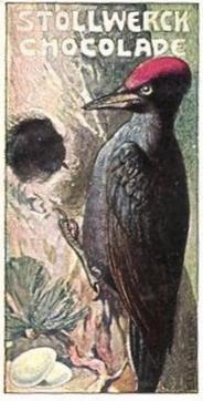 1902 Stollwerck Album 5 Gruppe 235 Kletter-Vogel (Climbing birds) #1 Schwarzspecht Front