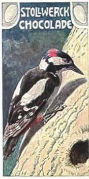 1902 Stollwerck Album 5 Gruppe 235 Kletter-Vogel (Climbing birds) #2 Grosser Buntspecht Front