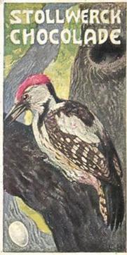 1902 Stollwerck Album 5 Gruppe 235 Kletter-Vogel (Climbing birds) #3 Mittlerer Buntspecht Front