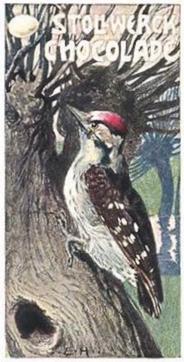1902 Stollwerck Album 5 Gruppe 235 Kletter-Vogel (Climbing birds) #4 Kleiner Buntspecht Front