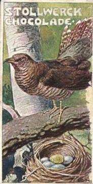 1902 Stollwerck Album 5 Gruppe 235 Kletter-Vogel (Climbing birds) #6 Kuckuck Front