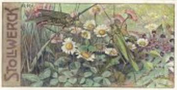 1906 Stollwerck Album 9 Gruppe 399 Johannistag (St. John's Day) #3 Die Eitlen Ganseblumchen Front