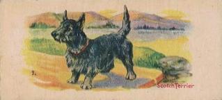 1929 Cowans Chocolates Dog Pictures (V13) #1 Scotch Terrier Front