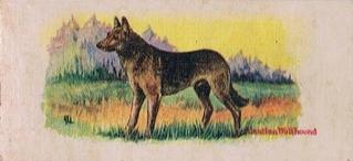 1929 Cowans Chocolates Dog Pictures (V13) #5 Alsatian Wolf-Hound Front