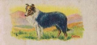 1929 Cowans Chocolates Dog Pictures (V13) #8 Collie Front