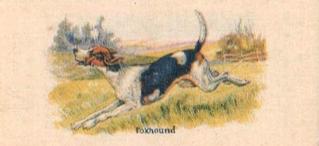 1929 Cowans Chocolates Dog Pictures (V13) #12 Foxhound Front