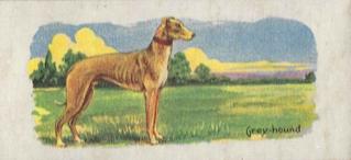 1929 Cowans Chocolates Dog Pictures (V13) #17 Greyhound Front