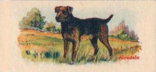 1929 Cowans Chocolates Dog Pictures (V13) #18 Airedale Front