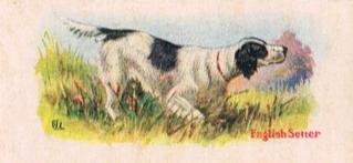 1929 Cowans Chocolates Dog Pictures (V13) #19 English Setter Front