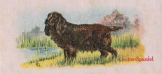1929 Cowans Chocolates Dog Pictures (V13) #20 Cocker Spaniel Front