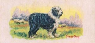 1929 Cowans Chocolates Dog Pictures (V13) #21 Sheep Dog Front
