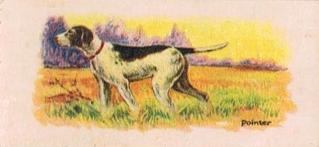 1929 Cowans Chocolates Dog Pictures (V13) #23 Pointer Front