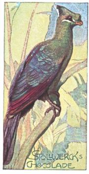 1903 Stollwerck Album 6 Gruppe 282 Climbing birds #2 Der Helmvogel Front