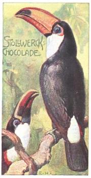 1903 Stollwerck Album 6 Gruppe 282 Climbing birds #5 Der Pfefferfresser Front