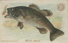 1900 Church & Co. Fish Series (J15) - Mini #1 Black Bass Front