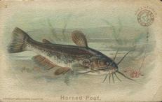 1900 Church & Co. Fish Series (J15) - Mini #3 Horned Pout Front