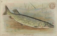 1900 Church & Co. Fish Series (J15) - Mini #6 Pickerel Front