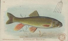1900 Church & Co. Fish Series (J15) - Mini #12 Common Sucker Front