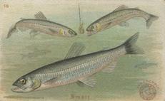 1900 Church & Co. Fish Series (J15) - Mini #16 Smelt Front
