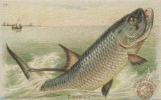 1900 Church & Co. Fish Series (J15) - Mini #17 Tarpon Front