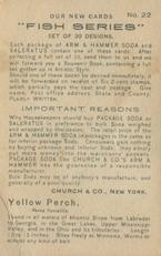 1900 Church & Co. Fish Series (J15) - Mini #22 Yellow Perch Back