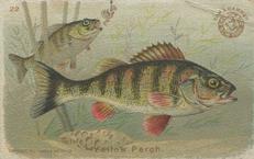 1900 Church & Co. Fish Series (J15) - Mini #22 Yellow Perch Front