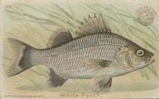 1900 Church & Co. Fish Series (J15) - Mini #23 White Perch Front