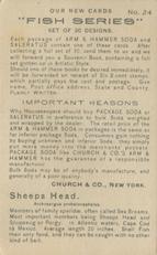 1900 Church & Co. Fish Series (J15) - Mini #24 Sheeps Head Back