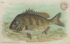 1900 Church & Co. Fish Series (J15) - Mini #24 Sheeps Head Front