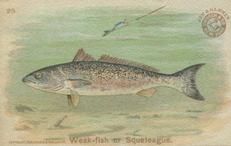 1900 Church & Co. Fish Series (J15) - Mini #25 Weak-Fish Front