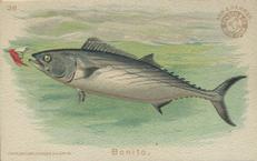 1900 Church & Co. Fish Series (J15) - Mini #26 Bonito Front