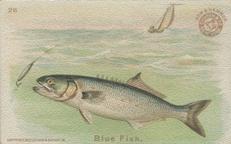 1900 Church & Co. Fish Series (J15) - Mini #28 Blue Fish Front