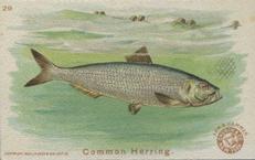 1900 Church & Co. Fish Series (J15) - Mini #29 Common Herring Front
