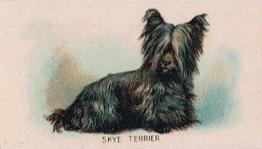 1911 Imperial Tobacco Fowls, Pigeons, & Dogs (C54) #33 Skye Terrier Front